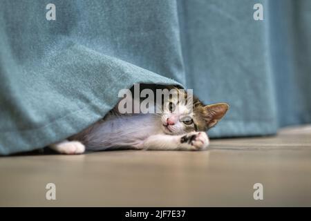 gattino gatto giocando con tenda Foto Stock