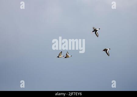 Ostercatcher eurasiatico Haematopus ostralegus, quattro uccelli in inseguimento, Fetlar, Isole Shetland nel mese di maggio. Foto Stock