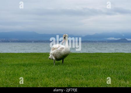 Swan guardando la telecamera, in piedi sul verde erba. Foto Stock