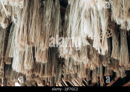 Serie di fibre di piante Abaca appese, una fibra di foglie naturali, chiamata anche canapa di Manila o Musa textilis da albero di Banana frondosi nativo di Philipines. R Foto Stock