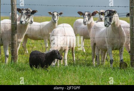 Preston, Lancashire, Regno Unito. 30th giugno 2022. Un agnello Ouessant in una fattoria vicino Preston, Lancashire di fronte a Mule ewes molto più grande. Essi sono riconosciuti come la più piccola razza naturale di pecore nel mondo con i montoni in piedi a 49 cm alla spalla e le pecore 46cm (circa 18 pollici). Credit: John Eveson/Alamy Live News Foto Stock