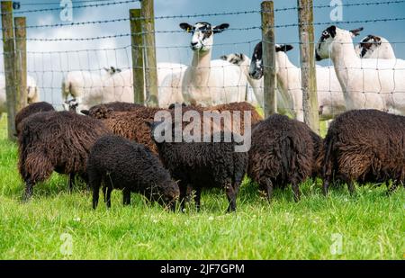 Preston, Lancashire, Regno Unito. 30th giugno 2022. Pecore Ouessant in una fattoria vicino Preston, Lancashire di fronte a Mule pecore molto più grandi. Essi sono riconosciuti come la più piccola razza naturale di pecore nel mondo con i montoni in piedi a 49 cm alla spalla e le pecore 46cm (circa 18 pollici). Credit: John Eveson/Alamy Live News Foto Stock