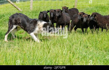 Preston, Lancashire, Regno Unito. 30th giugno 2022. Un cane da pastore in faccia con agnelli Ouessant in una fattoria vicino Preston, Lancashire. Essi sono riconosciuti come la più piccola razza naturale di pecore nel mondo con i montoni in piedi a 49 cm alla spalla e le pecore 46cm (circa 18 pollici). Credit: John Eveson/Alamy Live News Foto Stock
