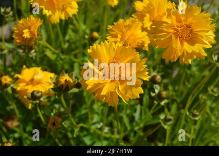 Coreopsis grandiflora Sunburst in fiore, noto anche come seme di tickseed, una pianta perenne stupefacente che esplica di colore giallo brillante Foto Stock