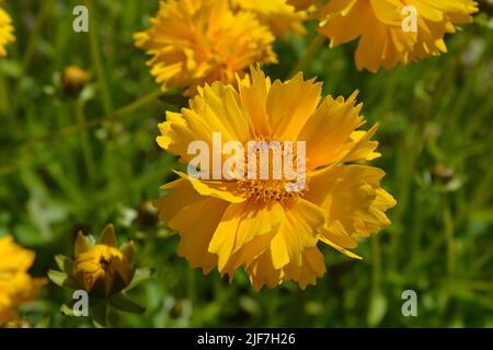 Coreopsis grandiflora Sunburst flower, noto anche come seme di tickseed, una splendida pianta perenne che esplica di colore giallo brillante Foto Stock