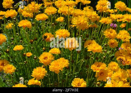 Coreopsis grandiflora Sunburst in fiore, noto anche come seme di tickseed, una pianta perenne stupefacente che esplica di colore giallo brillante Foto Stock