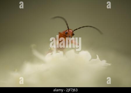 Un piccolo coleottero soldato rosso comune su un fiore bianco Foto Stock