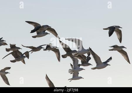 Fiocco di gabbiani con retroilluminazione morbida in volo sulla costa settentrionale del portogallo Foto Stock