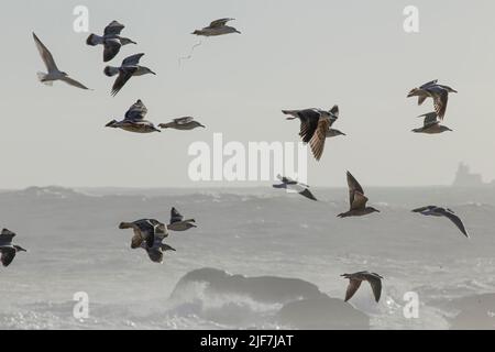 Fiocco di gabbiani con retroilluminazione morbida in volo sulla costa settentrionale del portogallo Foto Stock