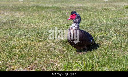 Anatra muta (Cairina moschata) Foto Stock