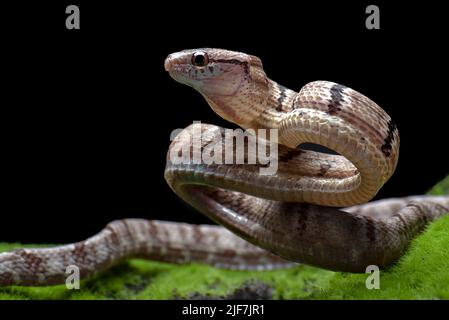 Il serpente gatto dentato in posizione di attacco Foto Stock