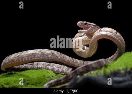 Il serpente gatto dentato in posizione di attacco Foto Stock