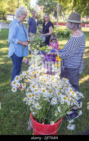 Midsummer in Svezia, genitori e bambini legano i fiori su grande minaccia in Malmkoping, Svezia Foto Stock