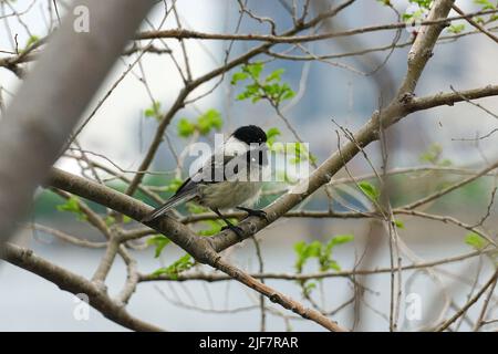 chickadee, Schwarzkopfmeise, Mésange à tête noire, Poecile atricapillus, kanadai cinege, Canada, Nord America Foto Stock