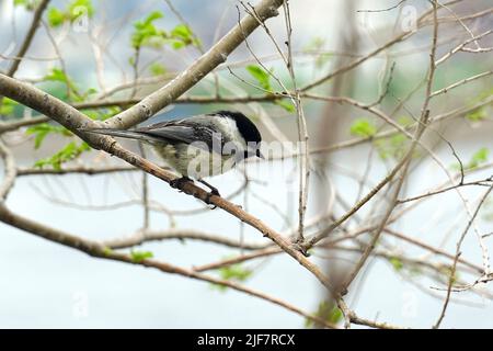 chickadee, Schwarzkopfmeise, Mésange à tête noire, Poecile atricapillus, kanadai cinege, Canada, Nord America Foto Stock