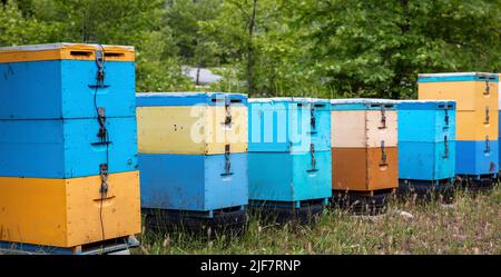 Alveari di ape in foresta sfondo natura. Alveari di legno di colore giallo e blu in fila, apicoltura, miele di foresta Foto Stock