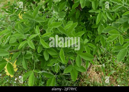 Laburnum anagyroides in fiore Foto Stock