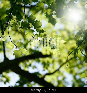 Giovani foglie verdi di un Elsbeere raro, albero di servizio selvatico, sorbus torminalis alla luce posteriore al sole in primavera Foto Stock