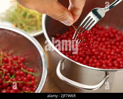 la mano rimuove i frutti rossi maturi di ribes dal gambo con una forchetta, primo piano della preparazione della frutta coltivata in casa per dolci o marmellate Foto Stock