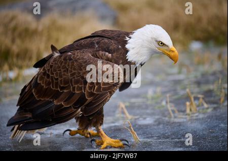 Aquila calva maschio su laghetto ghiacciato vicino al bordo della riva. Primo piano del telaio completo. Foto Stock