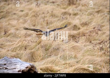 Falco dalla coda rossa che vola sopra la preda da da caccia. Foto Stock