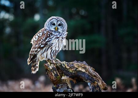 Owl Barred appollaiato su una filiale, Ontario Canada Foto Stock