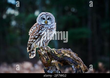 Owl Barred appollaiato su una filiale, Ontario Canada Foto Stock