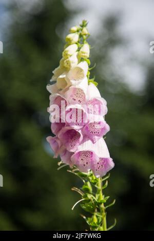 Foxglove (Digitalis) nella foresta, Waldviertel, Austria Foto Stock