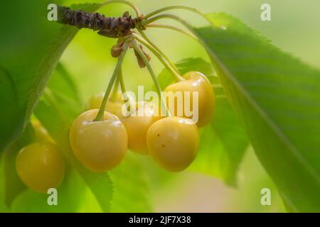 Un mazzo di frutti di bosco di ciliegio da vicino su un albero. Frutti gialli brillanti in fogliame verde su sfondo sfocato Foto Stock