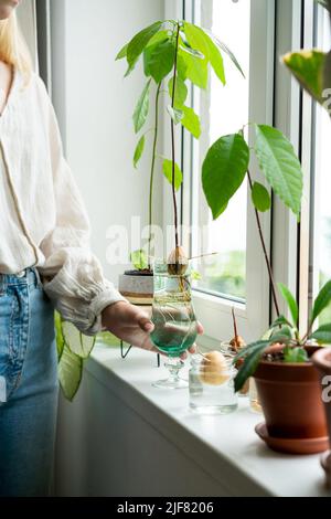 Donna irriconoscibile che tiene vaso retrò con seme di avocado con sipling crescente in acqua. Agricoltura ed ecologia, seconda vita per avocado. La pianta di germoglio avocado dal seme cresce con radice in vetro d'acqua. Arredamento moderno. Concetto minimalistico di composizione delle piante. Casa giardino. Foto Stock