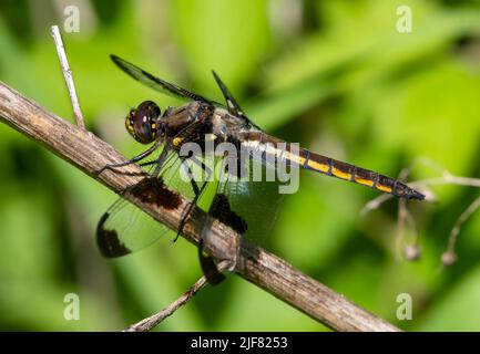 Dodici spotted dragonfly Skimmer, Libellula pulchella, femmina arroccato su ramo morto. Foto Stock