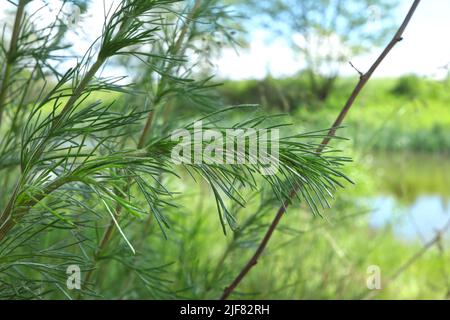 Artemisia abrotanum sul prato Foto Stock