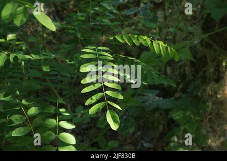 La robinia pseudoacacia lascia nella foresta del mattino Foto Stock