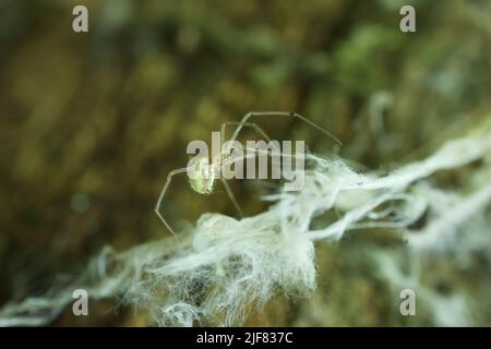 Ragno nella foresta su un albero Foto Stock