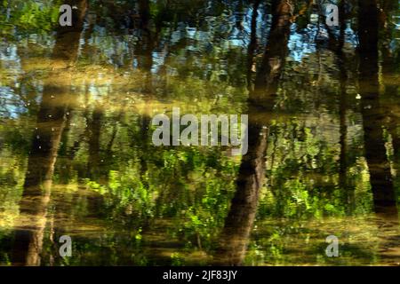Reflejo en el agua del bosque, acuarela naturale Foto Stock