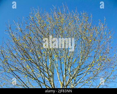 Albero in primavera che mostra le prime foglie verdi Foto Stock