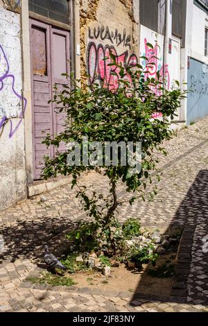 Piccolo albero in una piazza di terra isolato in una strada della città. Calcestruzzo contro la natura | une arbrisseau coincé sur un bout de terre au lmilieu d'une rue Foto Stock