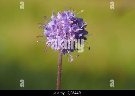 Testa a fiore singolo esposta del diavolo comune un po 'scabious (Succisa pratensis) su sfondo verde sfocato Foto Stock