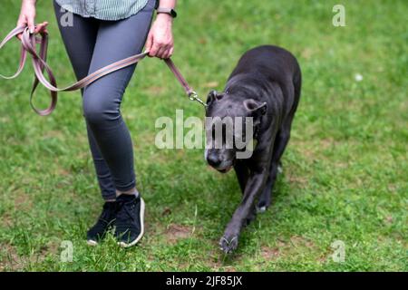 Corso di canna di colore nero, al guinzaglio, accanto al proprietario, durante il giorno per una passeggiata. Foto di alta qualità Foto Stock