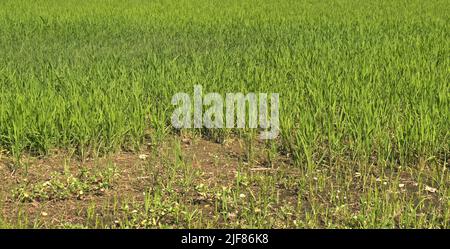 Vercelli, Italia. 30th giugno 2022. Emergenza siccità nei campi di riso del Nord Italia Credit: Giorgio Morera/Alamy Live News Foto Stock