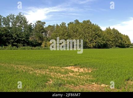 Vercelli, Italia. 30th giugno 2022. Emergenza siccità nei campi di riso del Nord Italia Credit: Giorgio Morera/Alamy Live News Foto Stock