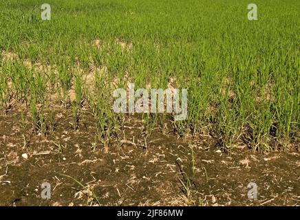 Vercelli, Italia. 30th giugno 2022. Emergenza siccità nei campi di riso del Nord Italia Credit: Giorgio Morera/Alamy Live News Foto Stock