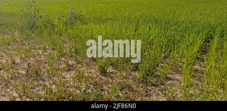 Vercelli, Italia. 30th giugno 2022. Emergenza siccità nei campi di riso del Nord Italia Credit: Giorgio Morera/Alamy Live News Foto Stock