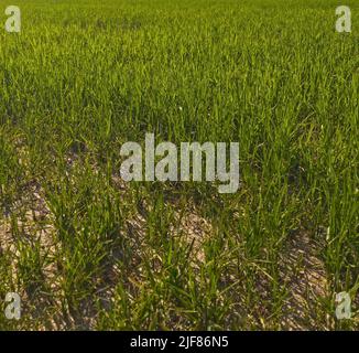 Vercelli, Italia. 30th giugno 2022. Emergenza siccità nei campi di riso del Nord Italia Credit: Giorgio Morera/Alamy Live News Foto Stock