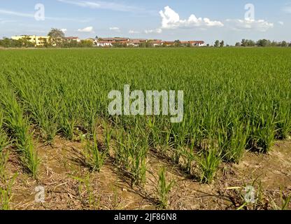 Vercelli, Italia. 30th giugno 2022. Emergenza siccità nei campi di riso del Nord Italia Credit: Giorgio Morera/Alamy Live News Foto Stock