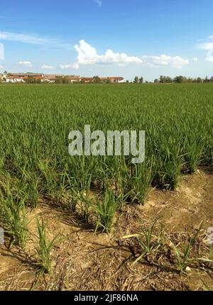 Vercelli, Italia. 30th giugno 2022. Emergenza siccità nei campi di riso del Nord Italia Credit: Giorgio Morera/Alamy Live News Foto Stock