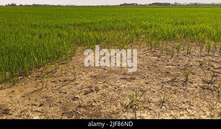 Vercelli, Italia. 30th giugno 2022. Emergenza siccità nei campi di riso del Nord Italia Credit: Giorgio Morera/Alamy Live News Foto Stock