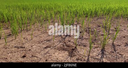 Vercelli, Italia. 30th giugno 2022. Emergenza siccità nei campi di riso del Nord Italia Credit: Giorgio Morera/Alamy Live News Foto Stock