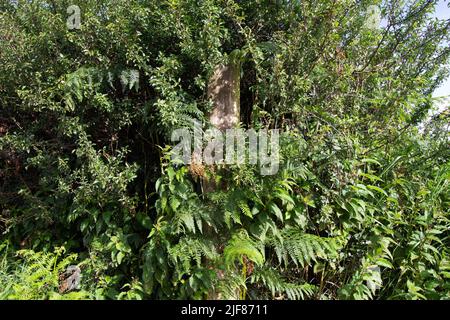 Fiori selvatici in un hedgerow con un vecchio cancello di legno posto in Devon Foto Stock