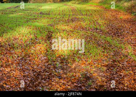 le piante di grano di inverno che emergono attraverso le foglie di autunno con le ombre lunghe dal sole di sera Foto Stock